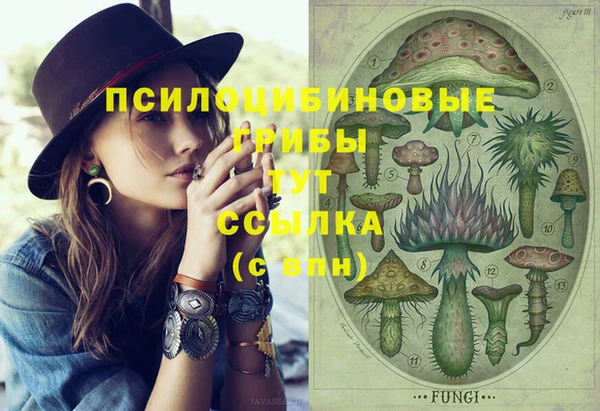 прущие грибы Абаза